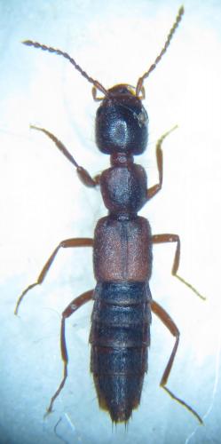 Réf. 95 068 : Medon castaneus