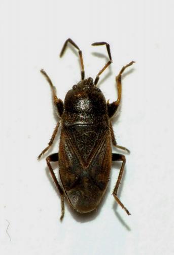 Réf. 95 208 : Megalonotus chiragra