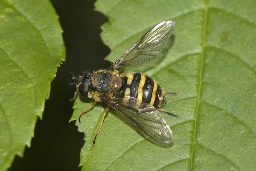 Eriozona erratica