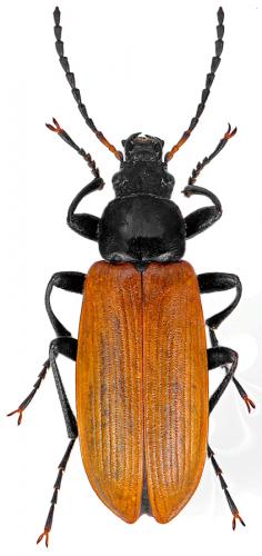 Réf. 95 089 : Megischia curvipes