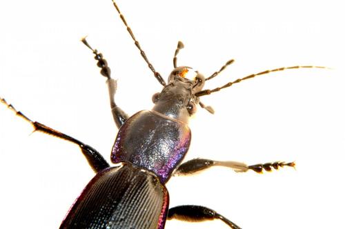 Réf. 95 495 : Carabus violaceus purpurascens