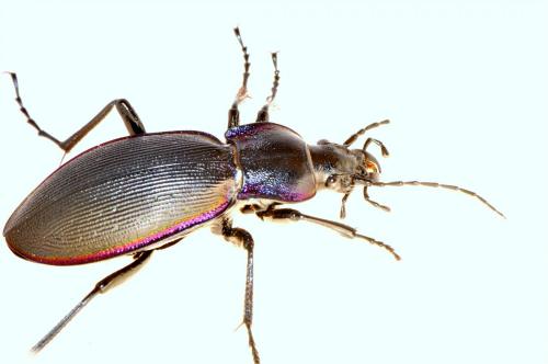 Carabus violaceus purpurascens