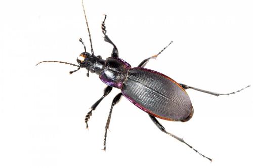 Réf. 95 497 : Carabus violaceus purpurascens