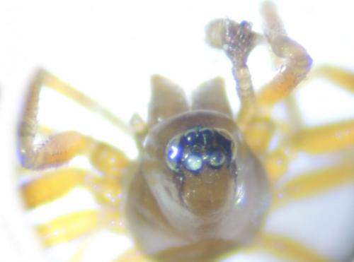 Microctenonyx subitaneus