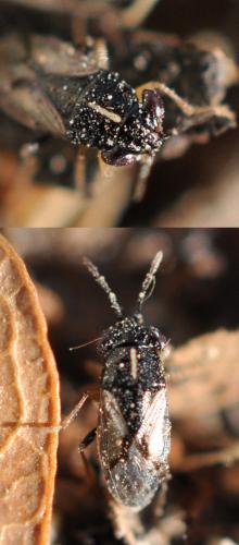 Réf. 95 680 : Geocoris lineola