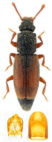 Monotoma bicolor