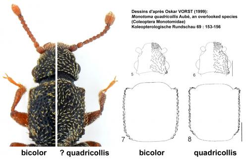 Réf. 95 391 : Monotoma bicolor