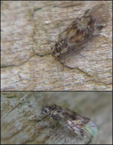 Réf. 95 525 : Blaste quadrimaculata
