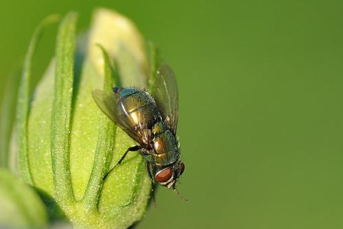 Lucilia sp.