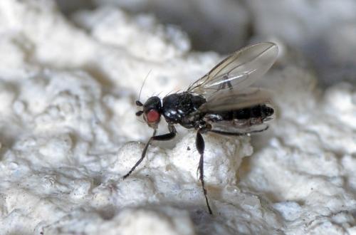 Limosina silvatica
