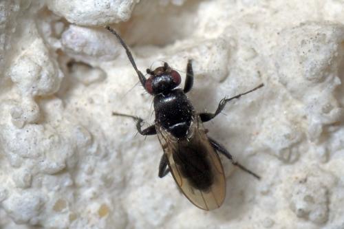 Limosina silvatica