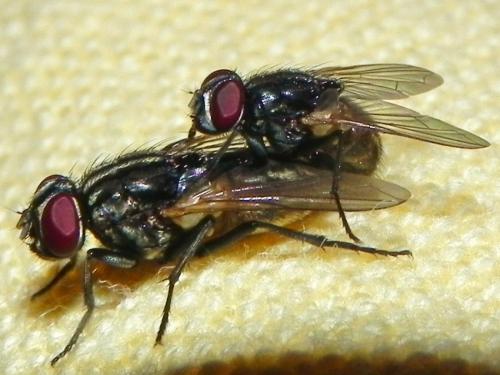 Réf. 95 130 : Musca sp.