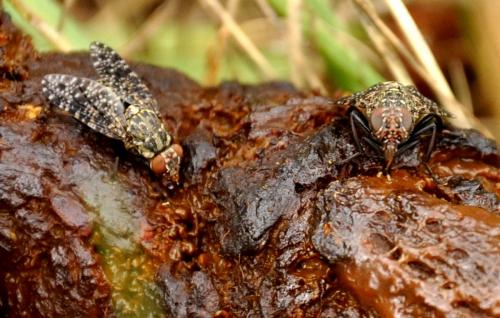 Réf. 95 549 : Platystoma sp.