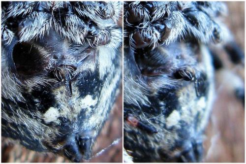 Araneus sp.
