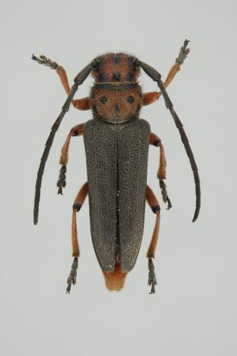 Phytoecia rubropunctata