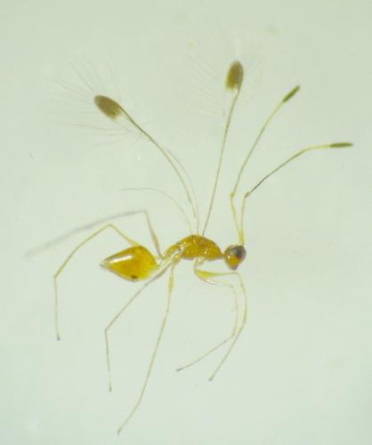 Réf. 95 253 : Mymar taprobanicum