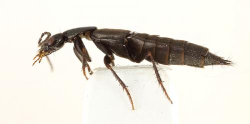 Philonthus decorus