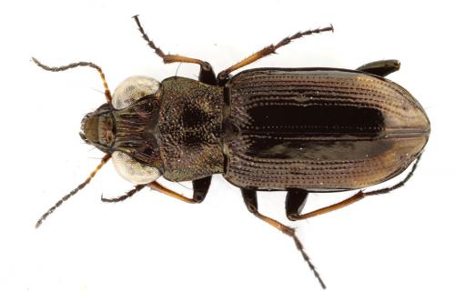 Réf. 95 179 : Notiophilus biguttatus
