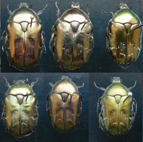Réf. 95 388 : Potosia cuprea