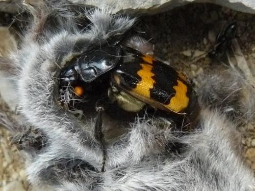 Nicrophorus investigator
