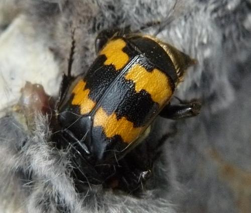 Nicrophorus investigator