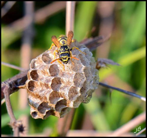 Polistes sp.