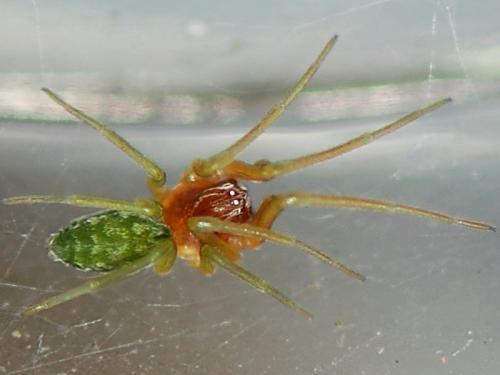 Nigma walckenaeri