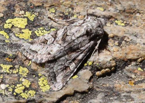 Réf. 95 216 : Lasionycta proxima