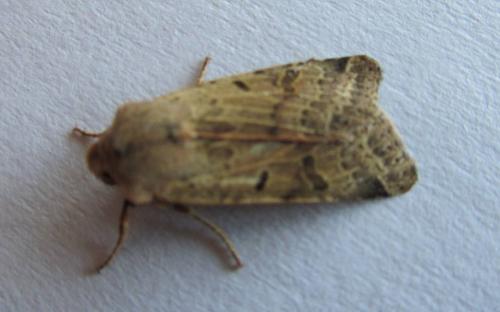 Réf. 95 771 : Agrochola lychnidis
