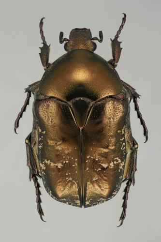 Réf. 95 374 : Potosia cuprea