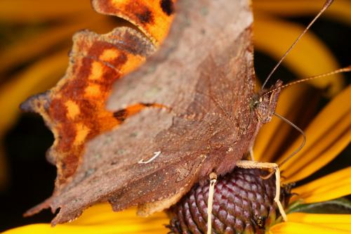 Réf. 95 420 : Polygonia c-album