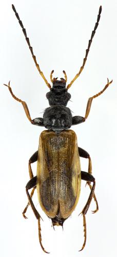 Omophlus picipes