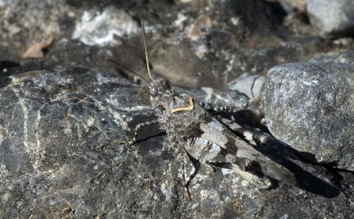 Réf. 95 194 : Oedipoda sp.