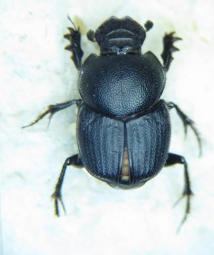 Onthophagus emarginatus