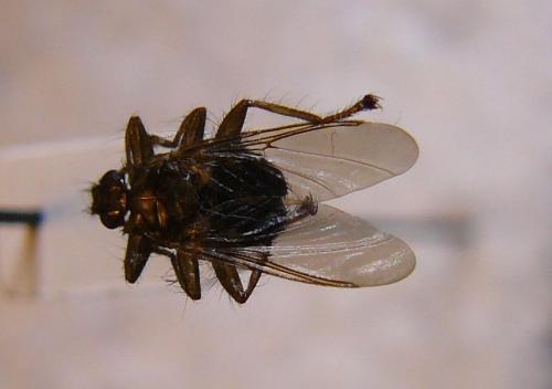 Ornithomya biloba