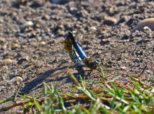 Réf. 95 668 : Orthetrum cancellatum