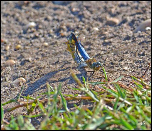 Orthetrum cancellatum