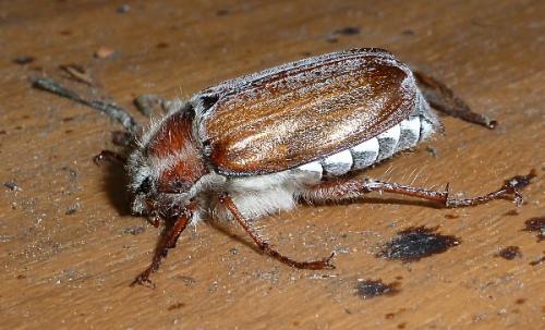 Melolontha hippocastani