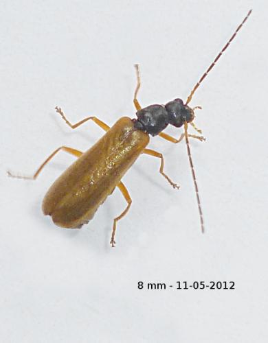 Réf. 95 294 : Rhagonycha lignosa