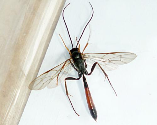 Réf. 95 860 : Dusona sp.