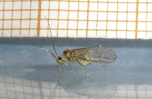 Stenopsocus immaculatus