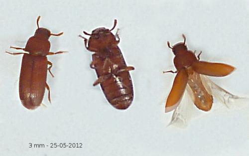 Tribolium sp.