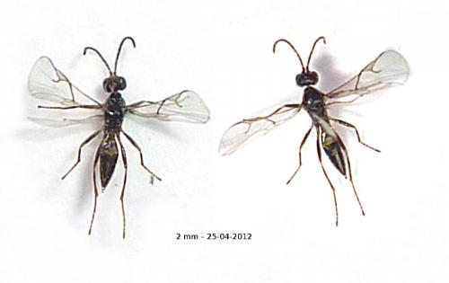 Réf. 95 120 : Aphidiinae inconnu