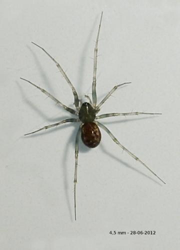Réf. 95 168 : Lepthyphantes sp.