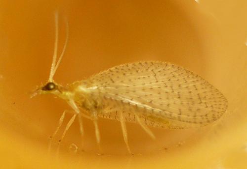 Hemerobius micans