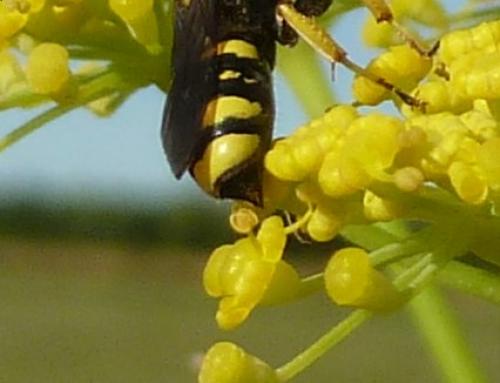 Ectemnius continuus punctatus