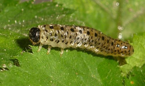 Réf. 95 028 : Tenthredo scrophulariae