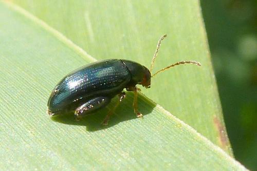 Réf. 95 118 : Psylliodes chrysocephala
