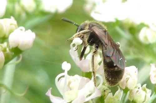 Lasioglossum sp.