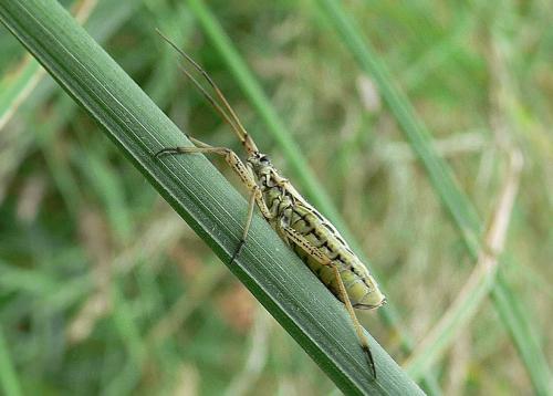 Leptopterna dolabrata